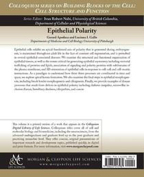 Epithelial Polarity achterzijde