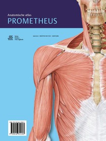 Algemene anatomie en bewegingsapparaat achterzijde