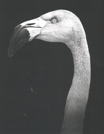 Other animals achterzijde