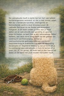 Alles over de Labradoodle achterzijde