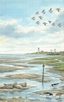 Alles over de Waddenzee achterzijde