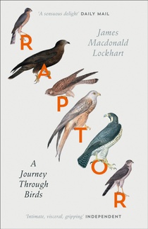 Raptor voorzijde