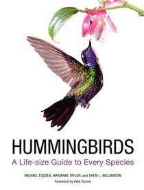 Hummingbirds voorzijde