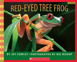 RED-EYED TREE FROG voorzijde