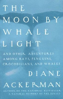 Moon By Whale Light