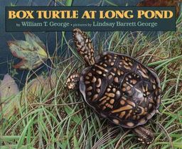 Box Turtle at Long Pond