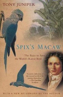 Spix's Macaw voorzijde