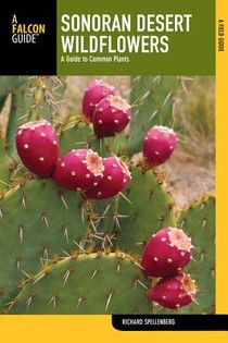 Sonoran Desert Wildflowers