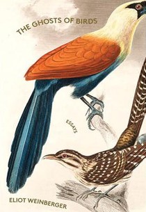 The Ghosts of Birds