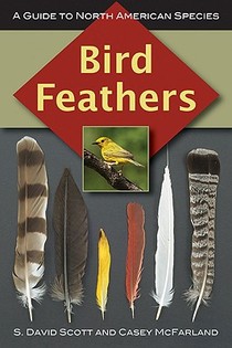 Bird Feathers