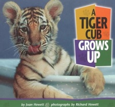 A Tiger Cub Grows Up