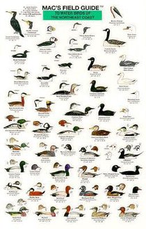 Mac's Field Guides: Northeast Coastal Water Birds