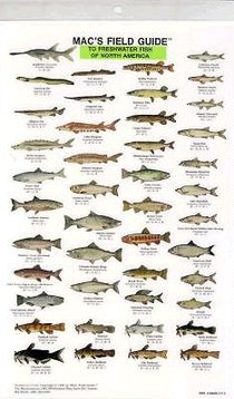 Mac's Field Guides: North American Freshwater Fish