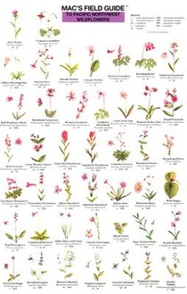 Mac's Field Guides: Pacific NW Wildflowers