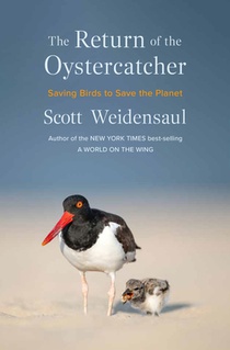 The Return of the Oystercatcher: Saving Birds to Save the Planet