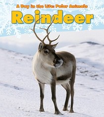 Reindeer voorzijde