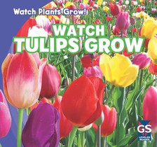 Watch Tulips Grow