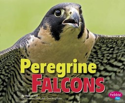 PEREGRINE FALCONS