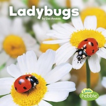 Ladybugs voorzijde