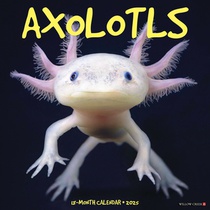 Axolotls 2026 12 X 12 Wall Calendar