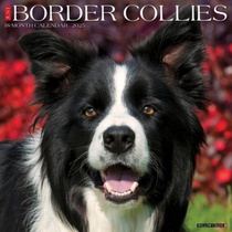 Border Collies 2026 Wall Calendar