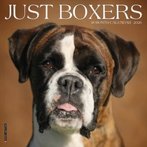 Boxers 2026 Wall Calendar