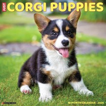 Corgi Puppies 2026 12 X 12 Wall Calendar