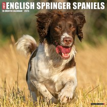 English Springer Spaniels 2026 12 X 12 Wall Calendar