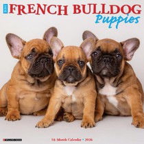 French Bulldog Puppies 2026 12 X 12 Wall Calendar