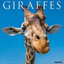 Giraffes 2026 12 X 12 Wall Calendar