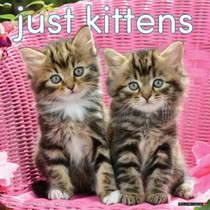Kittens 2026 12 X 12 Wall Calendar