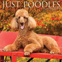 Poodles 2026 Wall Calendar
