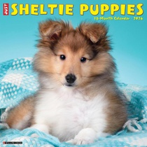 Sheltie Puppies 2026 12 X 12 Wall Calendar