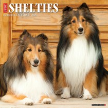 Shelties 2026 Wall Calendar