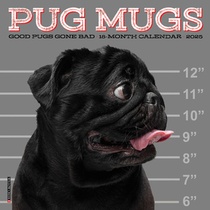 Pug Mugs 2026 7 X 7 Mini Wall Calendar