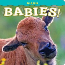 Bison Babies!