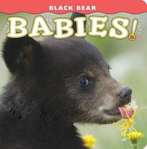 Black Bear Babies!