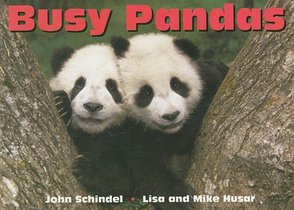 Busy Pandas voorzijde