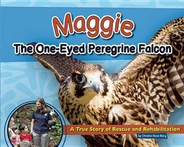 Maggie the One-Eyed Peregrine Falcon voorzijde
