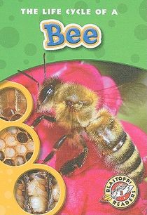 The Life Cycle of a Bee