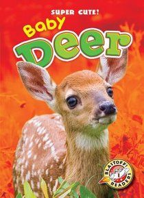 Baby Deer