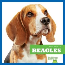 Beagles voorzijde