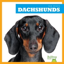 Dachshunds voorzijde