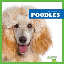 Poodles voorzijde