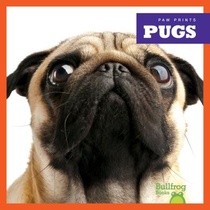 Pugs voorzijde