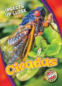 Cicadas voorzijde