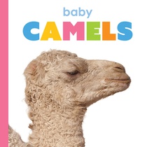 Baby Camels