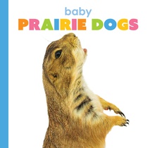 Baby Prairie Dogs