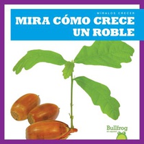 Mira Cómo Crece Un Roble (Watch an Oak Tree Grow)