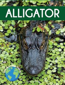 Alligator